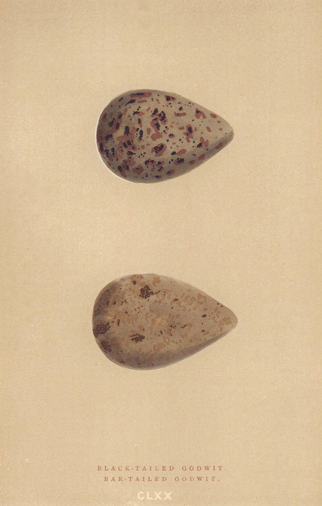 BRITISH BIRD EGGS. Black-Tailed Godwit. Bar-Tailed Godwit. MORRIS 1896 print
